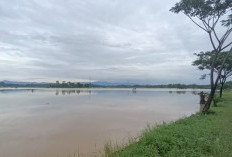 Banjir Rendam Sawah Sri Kuncoro, Petani Bengkulu Tengah Terancam Gagal Panen