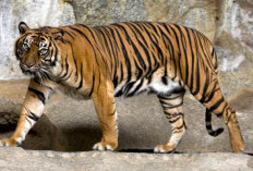 Ini Penyebab Terancam Punahnya Populasi Harimau Sumatera, Diperkirakan Hanya Tersisa 603 Ekor