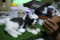 Mengenal Taksidermi, Seni Pertunjukan Tubuh Hewan yang Telah Mati