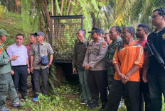 Dampak Hutan Menjadi Kebun Sawit Ilegal, Harimau Pemangsa Warga Jejaknya Mengarah ke Kota Mukomuko 