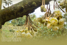 Selain Buahnya, Ini 7 Manfaat Menakjubkan Bunga Durian bagi Kesehatan