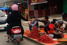 Harga Cabai Keriting Naik di Kota Bengkulu, Rp25 Ribu/Kg, Lebih Melonjak September Mendatang, Ini Prediksinya 