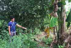 Siswi SMP Korban Asusila Teman Lelaki, Kejadiannya di Kebun Pisang