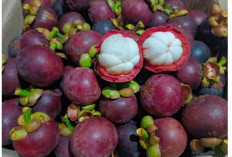Mengandung Senyawa Aktif, Kulit Manggis Bermanfaat untuk Kulit Berjerawat