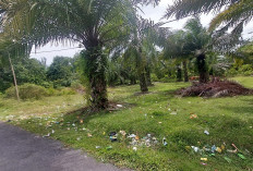 Kebun Sawit di Kelurahan Kayu Kunyit Jadi Tempat Mesum dan Mabuk-mabukan