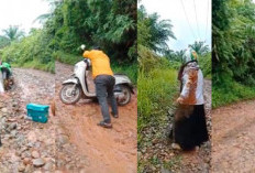 Viral! Akses Sulit ke SDN 175 Kunduran, Perjuangan Guru Demi Pendidikan Siswa di Pelosok Seluma