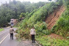 Pohon Tumbang dan Longsor di Kepahiang, 2 Unit Rumah Terdampak