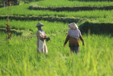 2.692 Pupuk Subsidi Tidak Terserap, Pemda Antisipasi Penyalahgunaan Penyaluran Pupuk