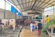 7 Fakta Ilmiah Sapi Kurban Tidak Merasakan Sakit Saat Disembelih