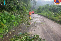 Cuaca Ekstrem, Waspada Angin Kencang dan Pohon Tumbang di Bengkulu Selatan
