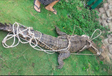 Warga Bengkulu Tengah Dihebohkan Penemuan Buaya, Tersangkut di Jaring Ikan