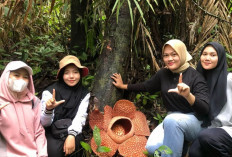 Punya Keindahan Wisata Goa Suruman dan Bunga Rafflesia, Desa Batu Ampar Masih Blank Spot