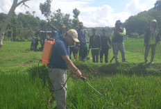 15 Hektare Sawah di Kabupaten Kaur Terancam Gagal Panen,  Ini Penyebabnya!