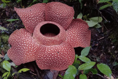Nikmati Rafflesia Mekar di Liku 9, Ada Bonus Bunga Bangkai