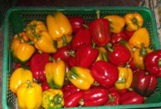 10 Bibit Unggul Paprika, Pilihan Terbaik untuk Berkebun