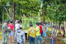 Lebih dari Satu Minggu Konflik Harimau, Pemkab Mukomuko Baru Kirim Tim Bantu Proses Evakuasi