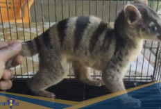 Ada di Sumatera! Berikut 5 Fakta Unik Musang Belang 