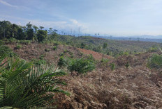 Hutan Ditebang, Bengkulu Tenggelam, Aktor Besar Masih Berkeliaran