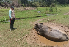 Gawat! 78 Ekor Kerbau dan Sapi Mati Karena Penyakit Ngorok