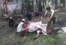 Kena Penyakit Ngorok, 140 Ekor Kerbau di Kecamatan Bunga Mas Mati 