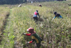 Bulog Segera Beli Gabah Petani Mukomuko Lagi
