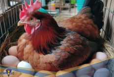 Tanpa Ayam Jantan Bisa Bertelur! Berikut 5 Fakta Unik Perkembangbiakan Ayam