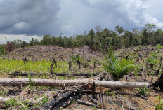 Terbitkan Perpres Penertiban Kawasan Hutan, Presiden Prabowo Perintahkan Tindak Tegas