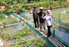 Pokdakan Mukomuko Hasilkan Pakan Mandiri, Jumlah Produksi Ikan Tawar Meningkat