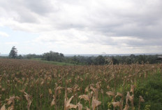 Irigasi Jebol, Lahan Sawah Desa Lubuk Jale, Simpang Ketenong dan Aur Gading Terancam Beralih ke Jagung