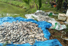Ikan Mati Massal di Dalam Kolam, Ini 8 Penyebab yang Harus Anda Waspadai