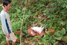 Teror Hewan Buas Kembali Serang Ternak, 5 Ekor Kambing Warga Desa Lubuk Lagan Seluma Mati