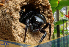 Demi Bertahan Hidup! Berikut 3 Mimikri Morfologi di Dunia Laba-laba