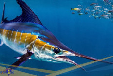 Punya Kebiasaan Berenang yang Mirip Hiu! Berikut 3 Fakta Unik Setuhuk Putih