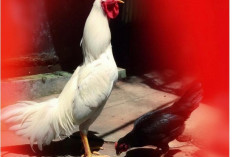 Mengejutkan! Ayam Bisa Bicara dengan 30 Suara dan Memiliki Empati Layaknya Manusia