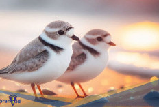 Punya Suara Khas! Berikut 5 Fakta Unik Burung Piping Plover