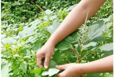 Dibalik Duri yang Tajam, Tersimpan Khasiat Hebat untuk Kesehatan