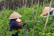 Rejang Lebong Resmi Ditetapkan Jadi Sentra Hortikultura Bengkulu