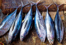 Hati-Hati! 6 Jenis Ikan ini Mengandung Merkuri Tinggi