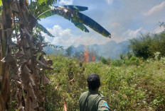 Akibat Puntung Rokok Lahan Kosong Setengah Hektare Terbakar, Nyaris Melahap Permukiman Warga 