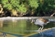 Persebaran Sangat Terbatas! Berikut 5 Fakta Ayam rawa Gough