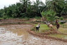 Salurkan 5,4 Ton Benih Padi Untuk Petani Kota Bengkulu