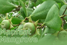 Mangrove Ternyata Tanaman Obat, Ini 5 Manfaat Bagi Kesehatan Tubuh