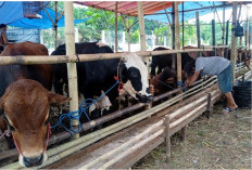 7 Panduan Memilih Sapi Kurban yang Tepat dan Berkualitas