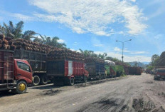 Catat! Pabrik Tutup 13 Hari, Petani Sawit di Bengkulu Selatan Diminta Atur Jadwal Panen 