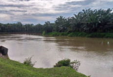 Tak Ada Tindakan BKSDA, Warga Akan Bunuh Buaya Sungai Selagan Mukomuko