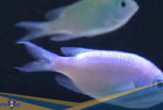 Spesies Terbaru Damselfish! Berikut 3 Fakta Penemuan Chromis Abadhah