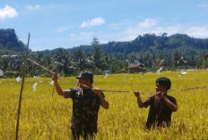 TNI Bantu Usir Hama Burung di Sawah, Ini yang Dilakukan Anggota Kodim 0408 BSK