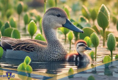 Saat Musim Kawin Bebek Betina Butuh Banyak Protein! Berikut 6 Fakta Unik Gadwall