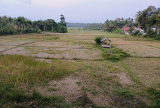 Dinas Pertanian Kabupaten Kaur Ajukan Bantuan 50 Hektare Cetak Sawah 