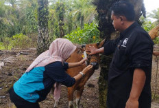 16 Ekor Ternak di Kampung Melayu Kota Bengkulu Terjangkit, Henny: Tidak Hanya PMK, Ada 2 Penyakit Berbahaya